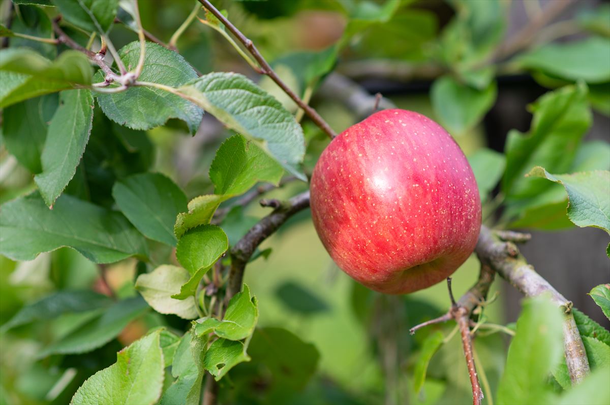 樹上完熟した野口農園のりんご